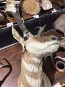 Mounted Pronghorn Antelope head