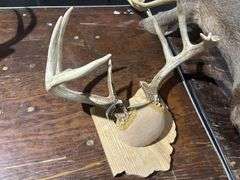 Mounted White tail deer head