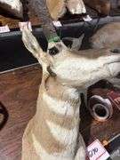 Mounted Pronghorn Antelope head