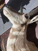 Mounted Pronghorn Antelope head