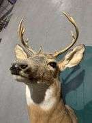 Mounted White tail deer head