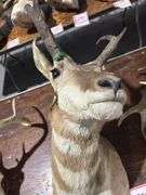 Mounted Pronghorn Antelope head