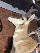 Mounted Pronghorn Antelope head