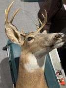 Mounted White tail deer head