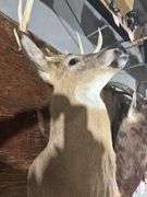 Mounted White tail deer head