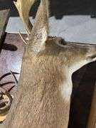 Mounted White tail deer head