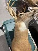 Mounted White tail deer head