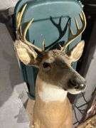 Mounted White tail deer head