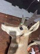 Mounted Pronghorn Antelope head