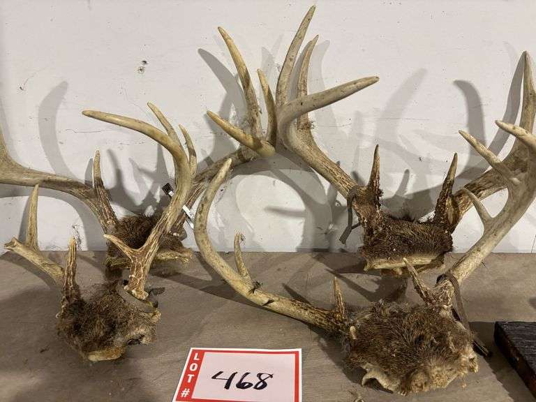 4 – deer antlers