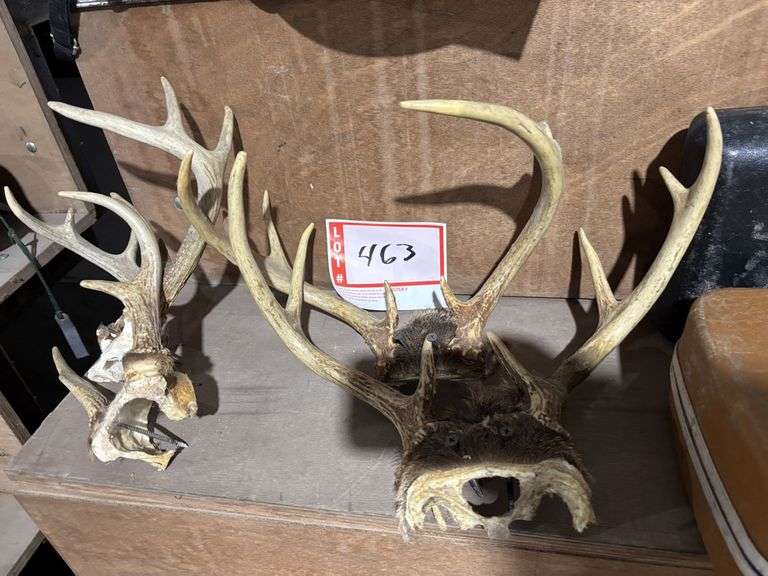 4 – deer antlers