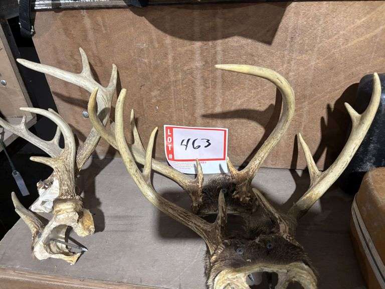 4 – deer antlers