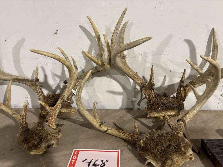 4 – deer antlers
