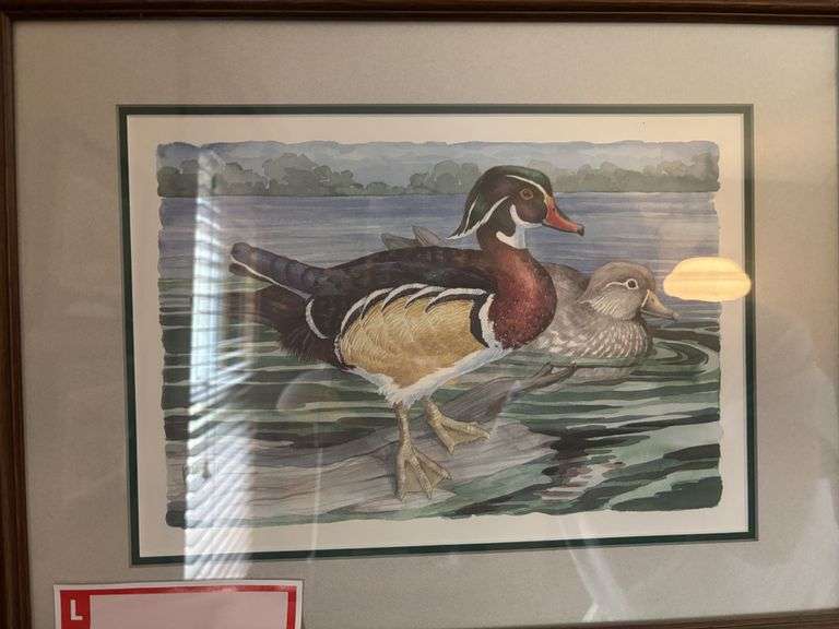 Duck picture