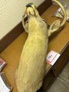 Whitetail deer head