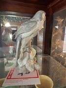 Dana collection Bird