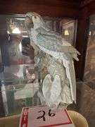 Dana collection Bird