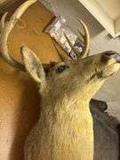 Whitetail deer head