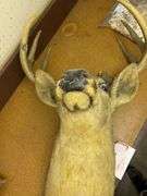 Whitetail deer head