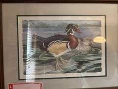 Duck picture