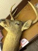 Whitetail deer head