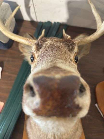 Deer mount