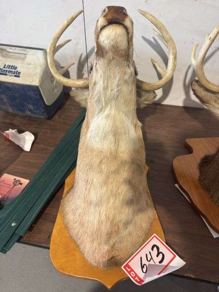 Deer mount