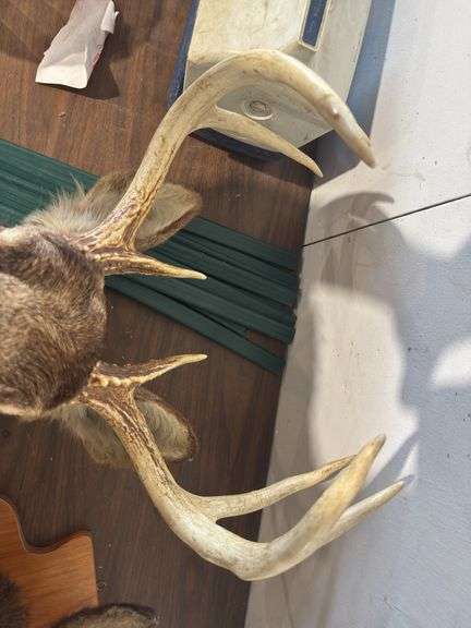Deer mount
