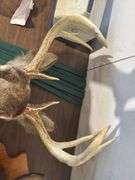 Deer mount