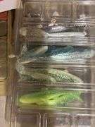 Fishing lures