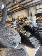 Table of goose decoys