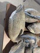 Goose decoys