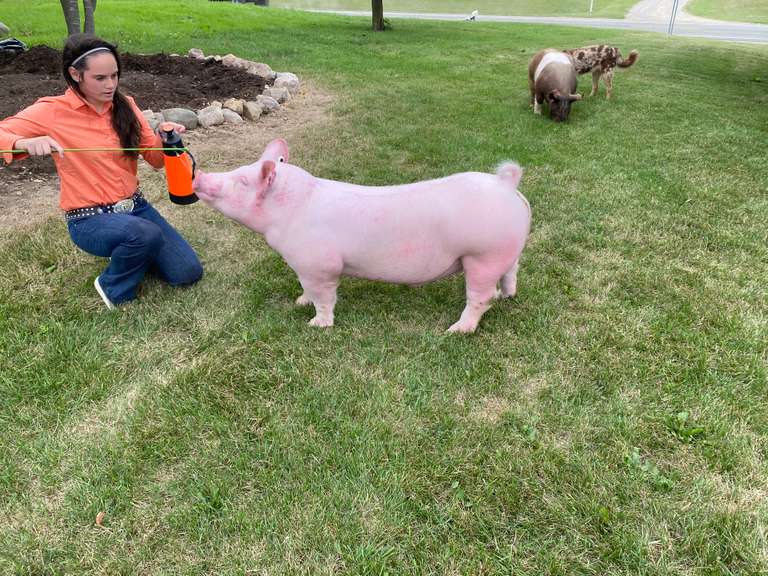 Piper Somerville 5 Star Livestock 4-H Club