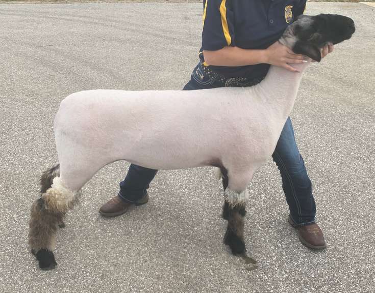 Destiney Biston Tuscola County FFA Chapter