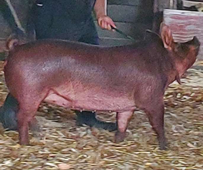 Hunter Vennevy 5 Star Livestock 4-H Club