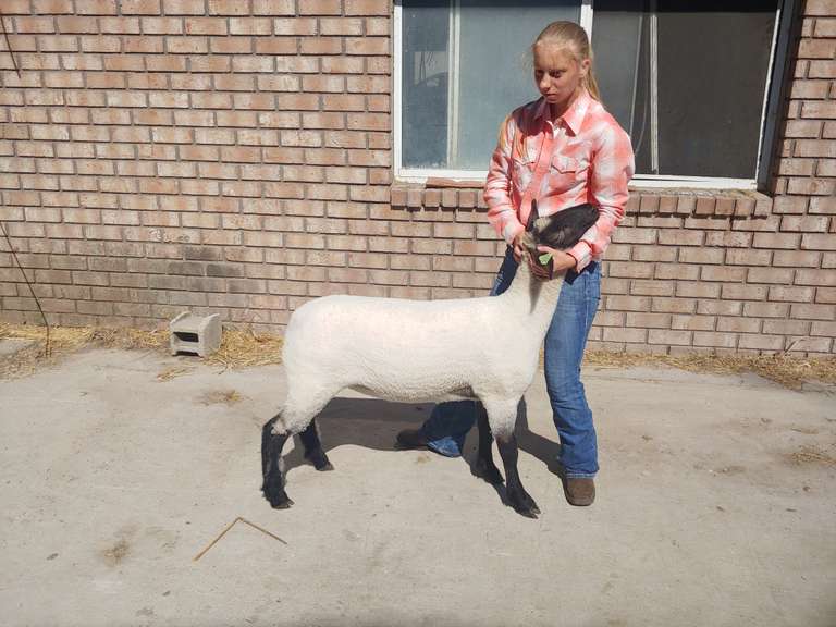 Emily Wolfe Barn Buddies 4-H Club