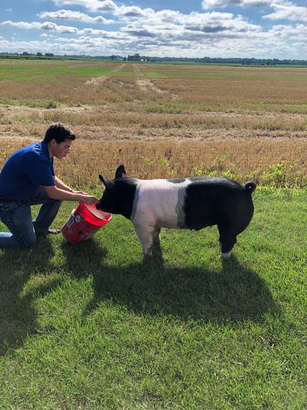 Nathan Miklovic Caro Horizons 4-H Club