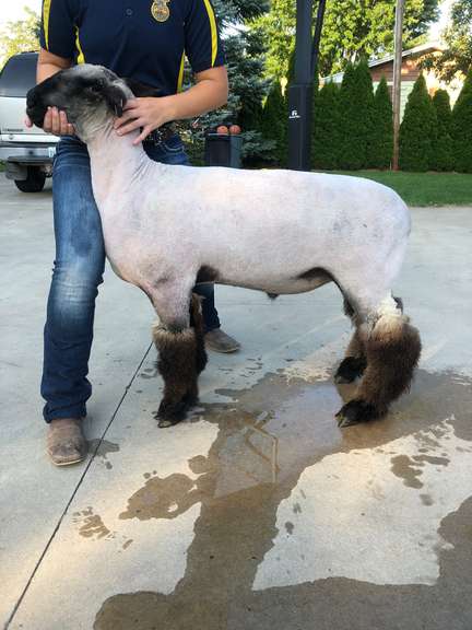 Lily Wendland Tuscola County FFA Chapter