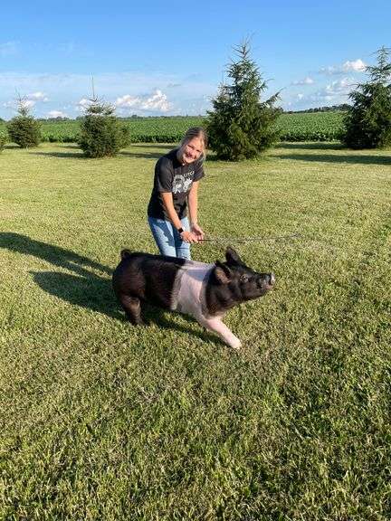 Carly Fortney Swine Stockade