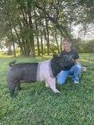 Carly Fortney Swine Stockade