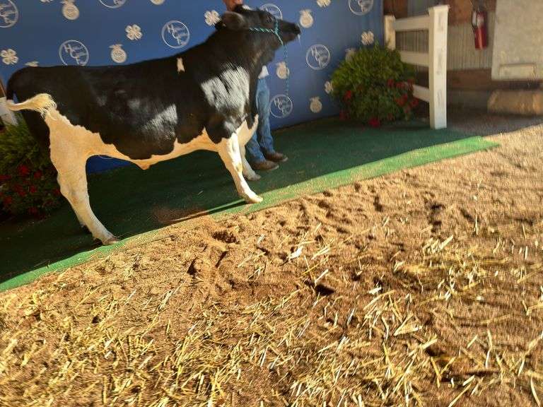 Reserve Champion Dairy Steer Audra Hohler Monroeville Fortune Finders