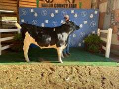 Reserve Champion Dairy Steer Audra Hohler Monroeville Fortune Finders