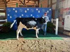 Reserve Champion Dairy Steer Audra Hohler Monroeville Fortune Finders