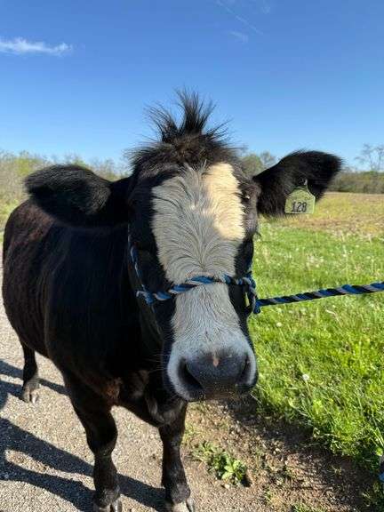 Brody  Webb  Liberty Livestock