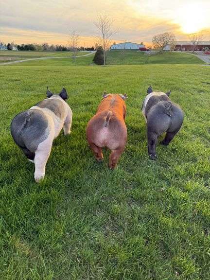 Parker  Webb  Liberty Livestock