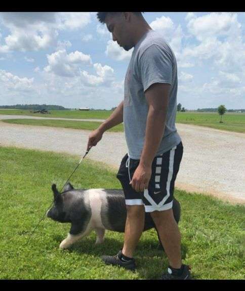 Malachi  Cumberland  Liberty Livestock