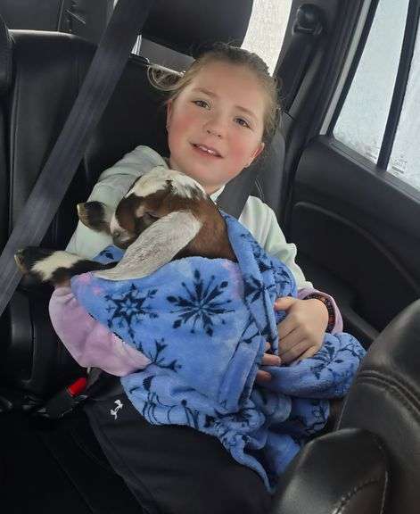 Delaney  Schulz  Animal express