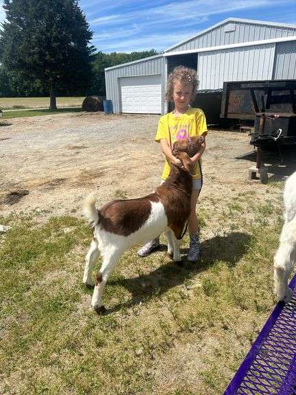Kinsley  Beebe  Animal Express