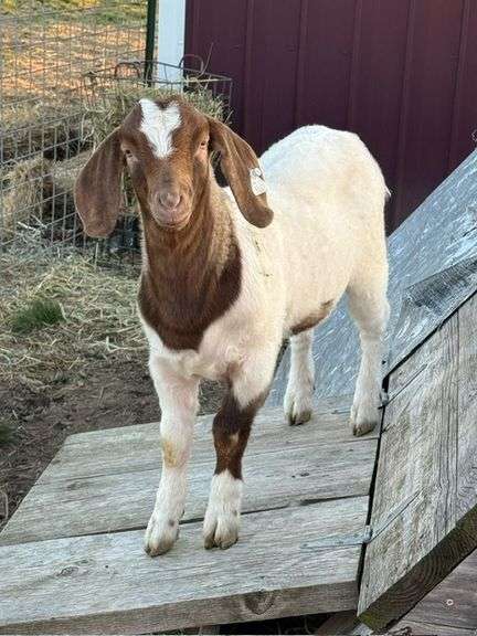 Alison  Roberts  Liberty Livestock