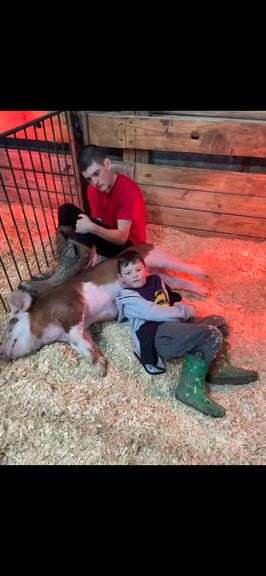 Bentley  Buckley  The Udder Club